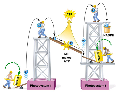 Analogie fotosyntézy.jpg