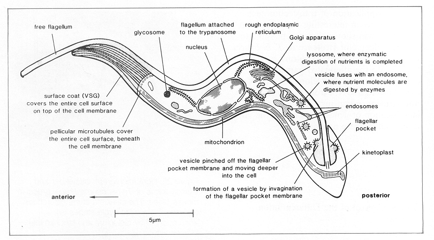 Trypanosoma 2.jpg